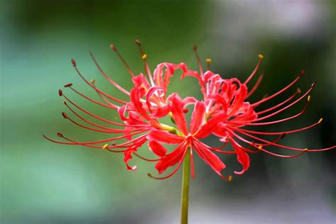 曼陀羅華 曼珠沙華|曼珠沙华（神界的天花的一种）